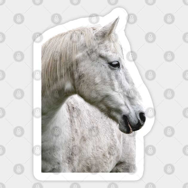 photo horse max Sticker by mystudiocreate